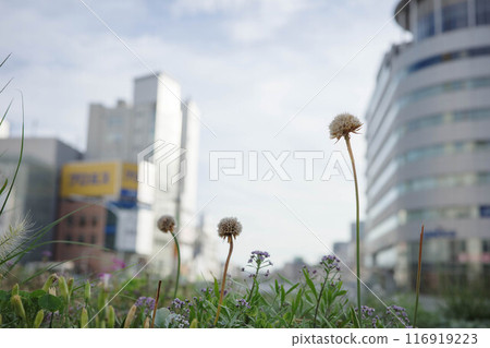 Flowers blooming in the city: The streets of Sannomiya, Kobe 116919223