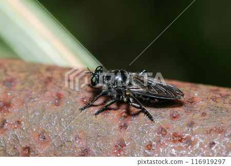 A Togetuya Herakichiishabu is resting on a rusty iron pipe scorching on a summer day (macro close-up in natural light) A Togetuya Herakichiishabu is resting on a rusty iron pipe scorching on a summer day (macro close-up in natural light) 116919297