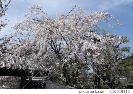櫻花 / 池田城跡公園 櫻花 / 池田城跡公園 116919313