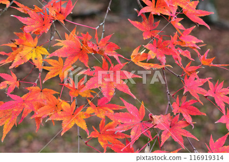 鮮紅的秋葉 鮮紅的秋葉 116919314
