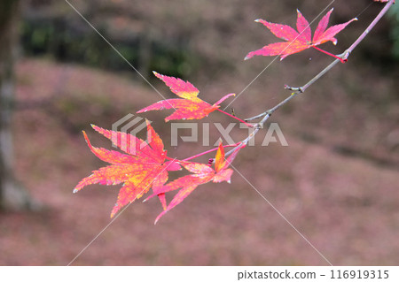 鮮紅的秋葉 116919315
