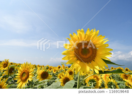向日葵 向日葵 116919648