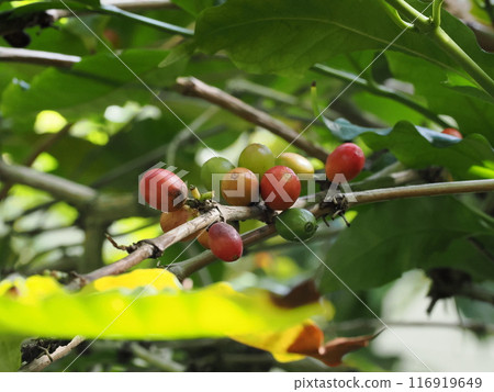 Coffee trees bearing fruit in the greenhouse of the Fukuoka City Botanical Garden, Ozasa, Chuo-ku, Fukuoka City, Fukuoka Prefecture 116919649