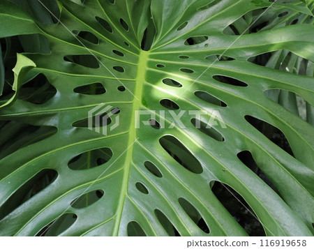 A Chinese lantern plant in the greenhouse of the Fukuoka City Botanical Garden. Ozasa, Chuo Ward, Fukuoka City, Fukuoka Prefecture 116919658