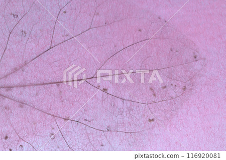 Japanese paper and leaf veins background material 116920081