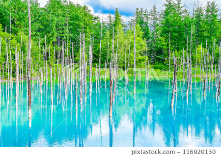 北海道美瑛町的藍塘 116920130