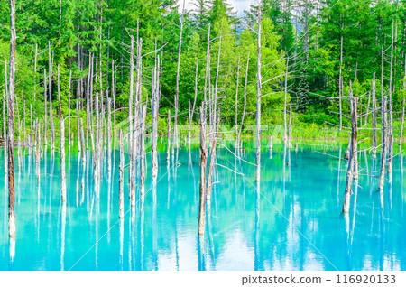 Blue Pond in Biei-cho, Hokkaido 116920133