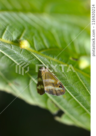 A tokko hagoromo with two white bands on a matcha background resting on the underside of a leaf with galls (close-up with natural light, strobe, and macro lens) A tokko hagoromo with two white bands on a matcha background resting on the underside of a leaf with galls (close-up with natural light, strobe, and macro lens) 116920214