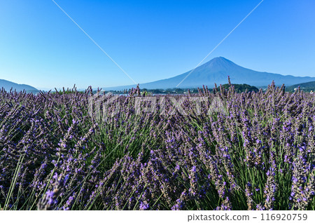 河口湖、薰衣草田和富士山 116920759