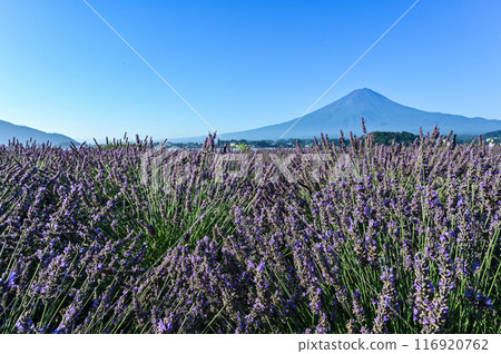 河口湖、薰衣草田和富士山 河口湖、薰衣草田和富士山 116920762