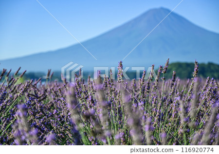 Lake Kawaguchi, lavender fields and Mt. Fuji Lake Kawaguchi, lavender fields and Mt. Fuji 116920774