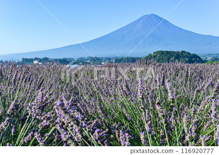 河口湖、薰衣草田和富士山 116920777