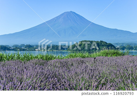 Lake Kawaguchi, lavender fields and Mt. Fuji 116920793