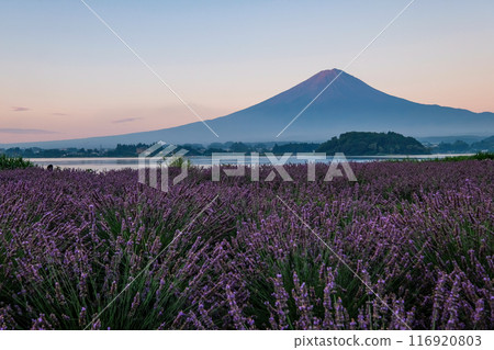 河口湖、薰衣草田和富士山 116920803