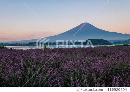 河口湖、薰衣草田和富士山 116920804