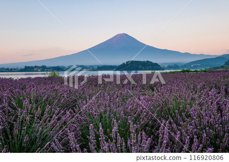 Lake Kawaguchi, lavender fields and Mt. Fuji Lake Kawaguchi, lavender fields and Mt. Fuji 116920806