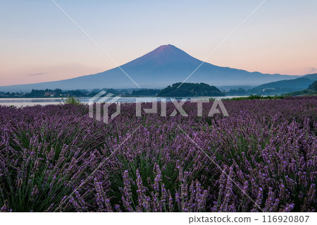河口湖、薰衣草田和富士山 116920807