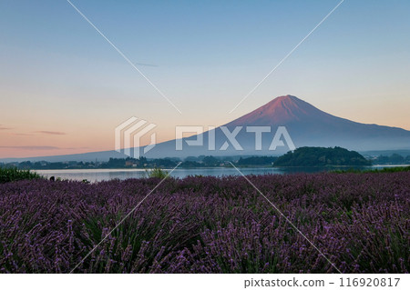 Lake Kawaguchi, lavender fields and Mt. Fuji Lake Kawaguchi, lavender fields and Mt. Fuji 116920817