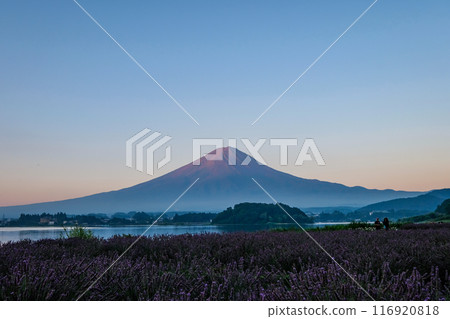 Lake Kawaguchi, lavender fields and Mt. Fuji Lake Kawaguchi, lavender fields and Mt. Fuji 116920818