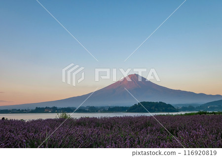 Lake Kawaguchi, lavender fields and Mt. Fuji Lake Kawaguchi, lavender fields and Mt. Fuji 116920819