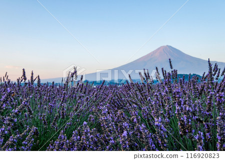 Lake Kawaguchi, lavender fields and Mt. Fuji Lake Kawaguchi, lavender fields and Mt. Fuji 116920823