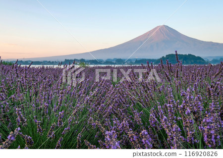 河口湖、薰衣草田和富士山 116920826