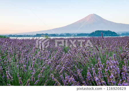 河口湖、薰衣草田和富士山 116920829