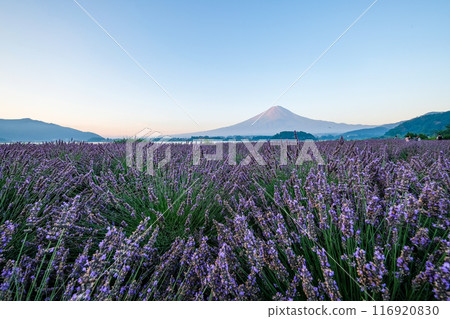 河口湖、薰衣草田和富士山 河口湖、薰衣草田和富士山 116920830