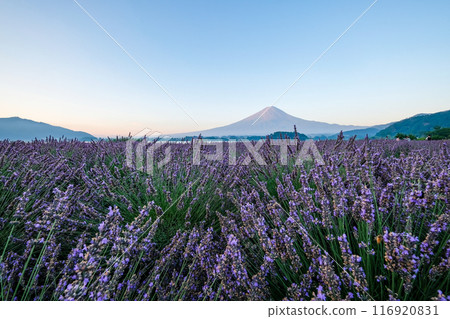 河口湖、薰衣草田和富士山 河口湖、薰衣草田和富士山 116920831