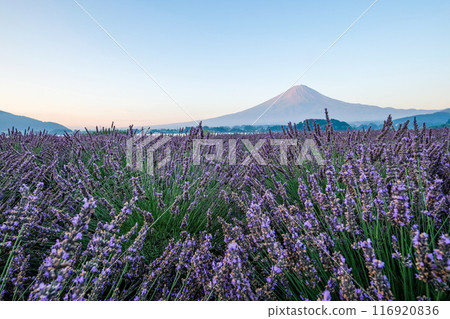 河口湖、薰衣草田和富士山 116920836