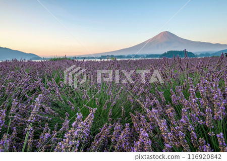 Lake Kawaguchi, lavender fields and Mt. Fuji 116920842