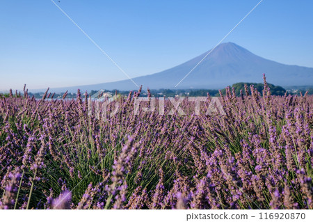 Lake Kawaguchi, lavender fields and Mt. Fuji 116920870