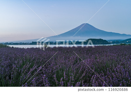 Lake Kawaguchi, lavender fields and Mt. Fuji 116920886
