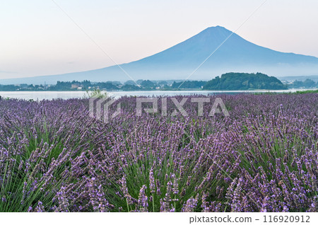 河口湖、薰衣草田和富士山 河口湖、薰衣草田和富士山 116920912