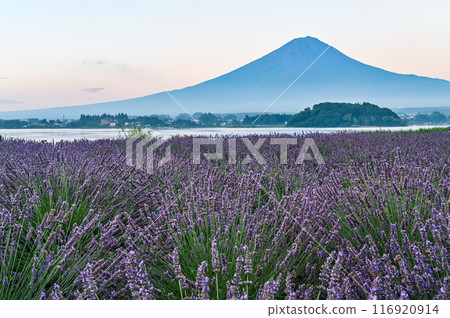 河口湖、薰衣草田和富士山 河口湖、薰衣草田和富士山 116920914