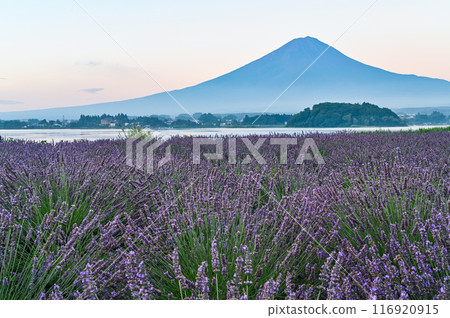 河口湖、薰衣草田和富士山 河口湖、薰衣草田和富士山 116920915