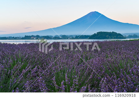 Lake Kawaguchi, lavender fields and Mt. Fuji 116920918