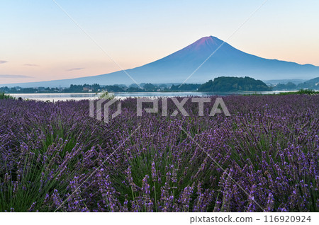 河口湖、薰衣草田和富士山 116920924