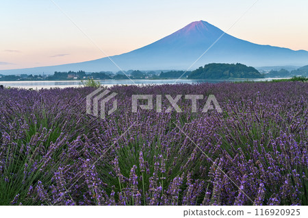 Lake Kawaguchi, lavender fields and Mt. Fuji 116920925