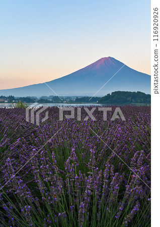 Lake Kawaguchi, lavender fields and Mt. Fuji 116920926