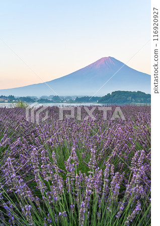 Lake Kawaguchi, lavender fields and Mt. Fuji 116920927