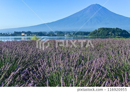 Lake Kawaguchi, lavender fields and Mt. Fuji 116920955