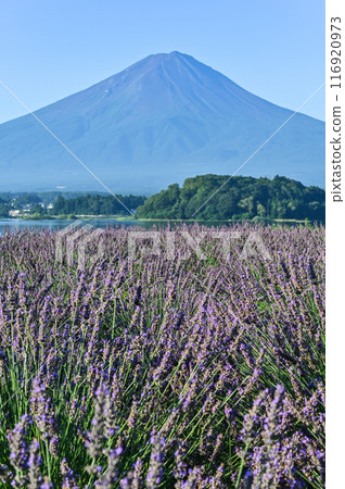 Lake Kawaguchi, lavender fields and Mt. Fuji Lake Kawaguchi, lavender fields and Mt. Fuji 116920973