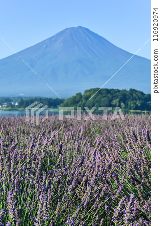 Lake Kawaguchi, lavender fields and Mt. Fuji Lake Kawaguchi, lavender fields and Mt. Fuji 116920974