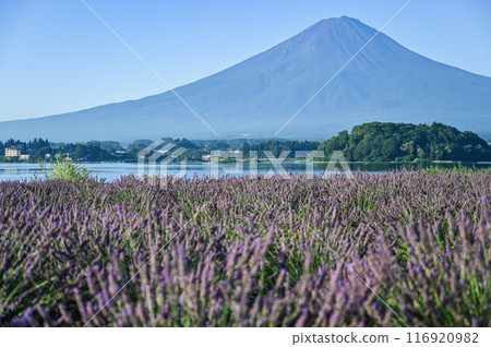 Lake Kawaguchi, lavender fields and Mt. Fuji Lake Kawaguchi, lavender fields and Mt. Fuji 116920982