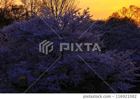A row of cherry blossom trees dyed in the morning glow 116921082