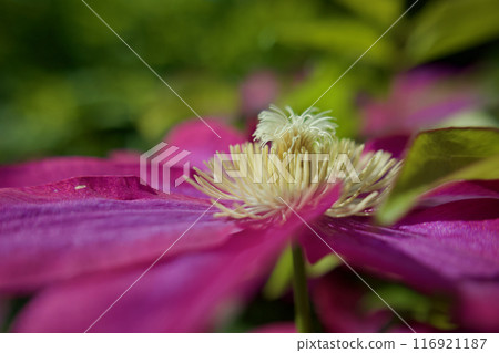 The pistils growing into stamens. Pollination of Clematis "Queen Sanuki". The flower language is "beauty of the spirit" and "sweet bondage". The pistils growing into stamens. Pollination of Clematis "Queen Sanuki". The flower language is "beauty of the spirit" and "sweet bondage". 116921187