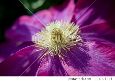 雌蕊長成雄蕊。鐵線蓮「贊岐王」的授粉。花的語言是「精神之美」和「甜蜜的束縛」。 雌蕊長成雄蕊。鐵線蓮「贊岐王」的授粉。花的語言是「精神之美」和「甜蜜的束縛」。 116921241