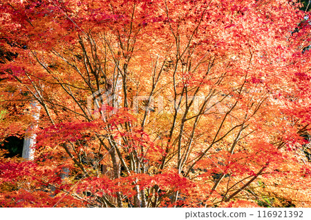 Autumn leaves dyed bright red Autumn leaves dyed bright red 116921392