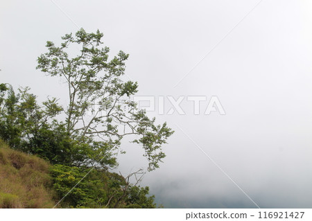 A tree is growing on a hillside with a cloudy sky in the background A tree is growing on a hillside with a cloudy sky in the background 116921427